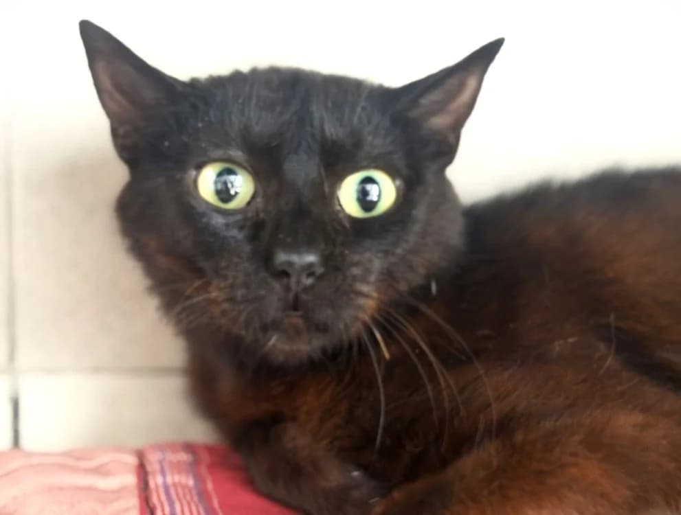 POUET, female young Mixed Breed for adoption at SPA Le Mans (Yvré-L'Évêque)