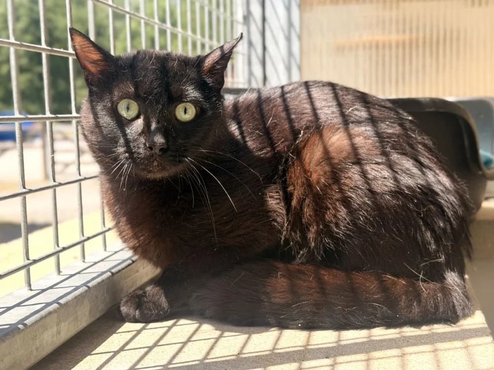 SLURP, male 4yo Mixed Breed for adoption at SPA Le Mans (Yvré-L'Évêque)
