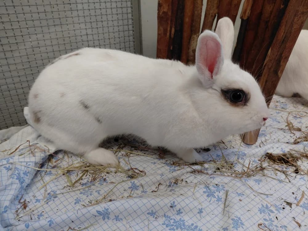 ROMA, female young Mixed Breed for adoption at SPA Le Mans (Yvré-L'Évêque)