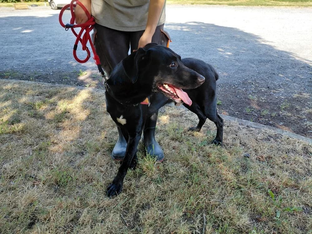 BRISTOL, male 4yo Labrador Retriever for adoption at SPA Le Mans (Yvré-L'Évêque)