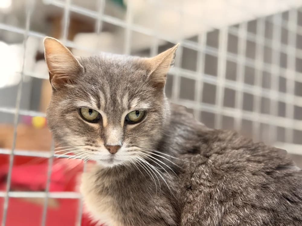 ALMA, female senior Mixed Breed for adoption at SPA Le Mans (Yvré-L'Évêque)