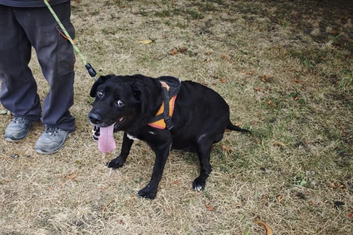 PRISKA, female senior Labrador Retriever for adoption at SPA Le Mans (Yvré-L'Évêque)