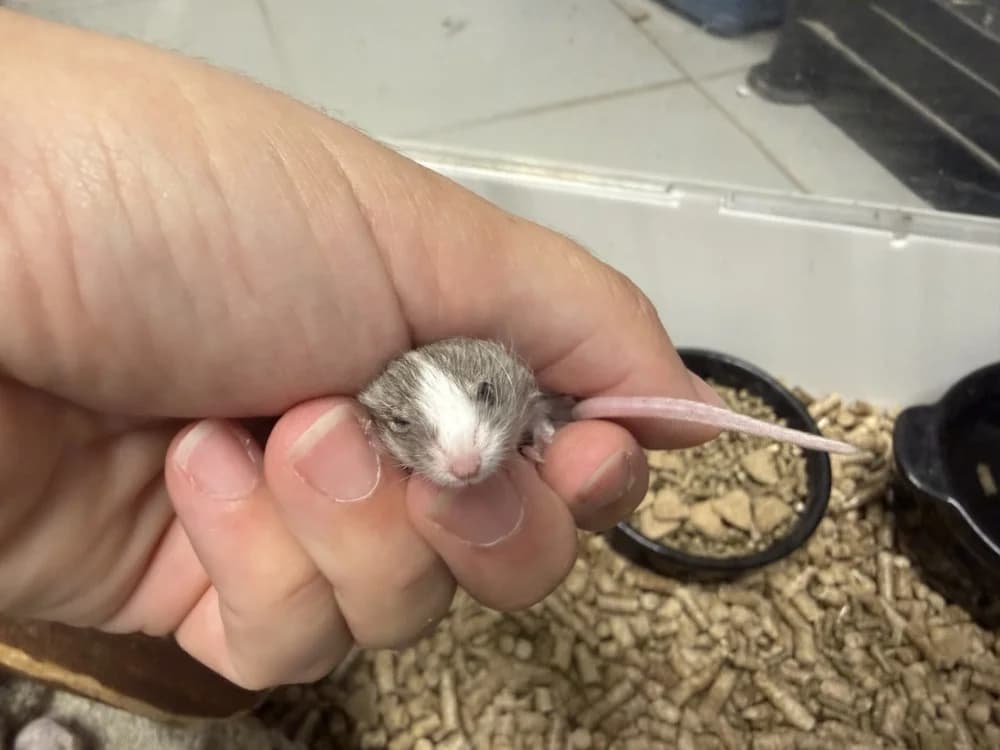 MARINARA, female Mixed Breed for adoption at SPA Le Mans (Yvré-L'Évêque)