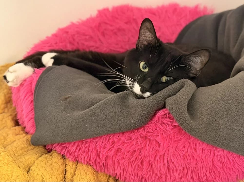 CHAUSSETTE, male 5yo Siamese for adoption at SPA Le Mans (Yvré-L'Évêque)