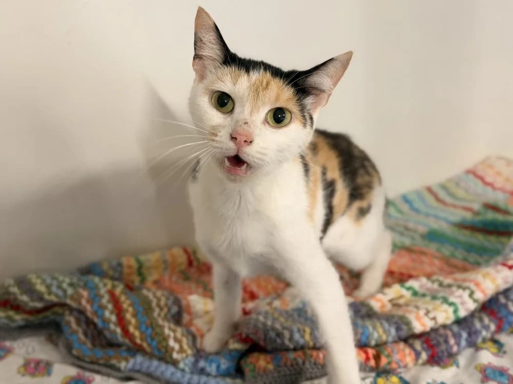 PATAFOIN, female young Mixed Breed for adoption at SPA Le Mans (Yvré-L'Évêque)