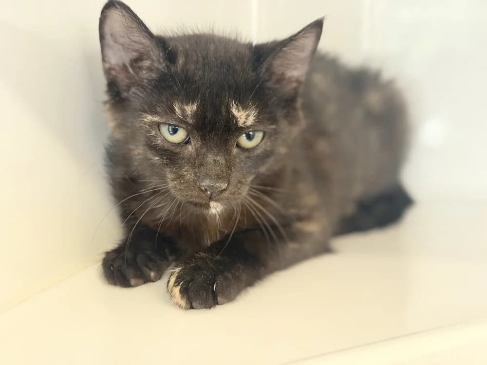 AMBROISE, female Mixed Breed for adoption at SPA Le Mans (Yvré-L'Évêque)