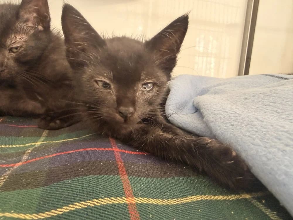 LOURMEL, male Mixed Breed for adoption at SPA Le Mans (Yvré-L'Évêque)