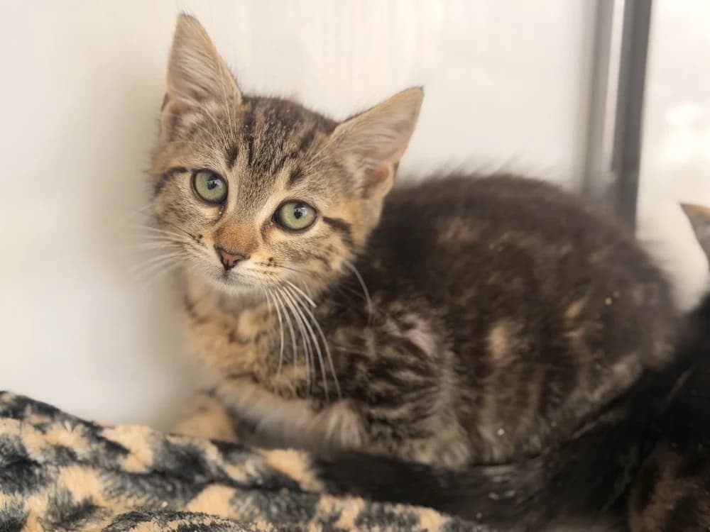 PLEYEL, male Mixed Breed for adoption at SPA Le Mans (Yvré-L'Évêque)