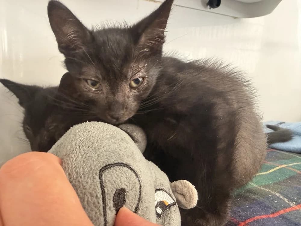 MONCEAU, male Mixed Breed for adoption at SPA Le Mans (Yvré-L'Évêque)