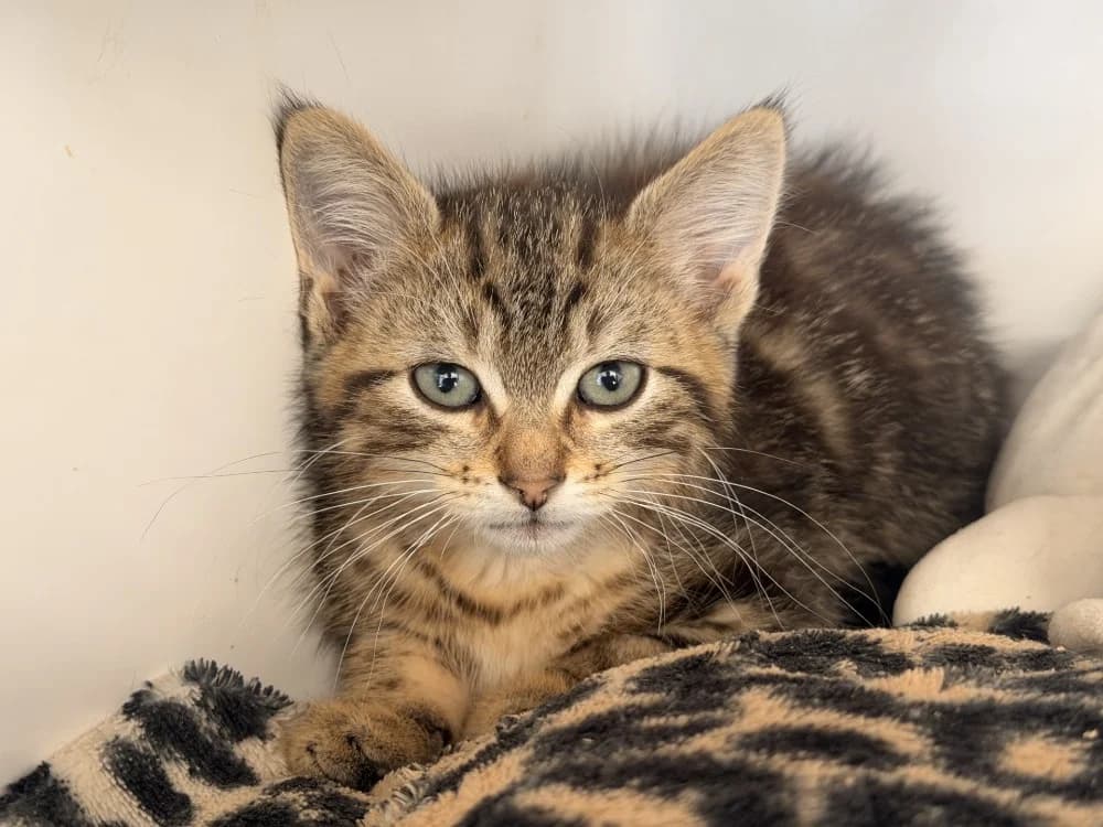 OPERA, male Mixed Breed for adoption at SPA Le Mans (Yvré-L'Évêque)