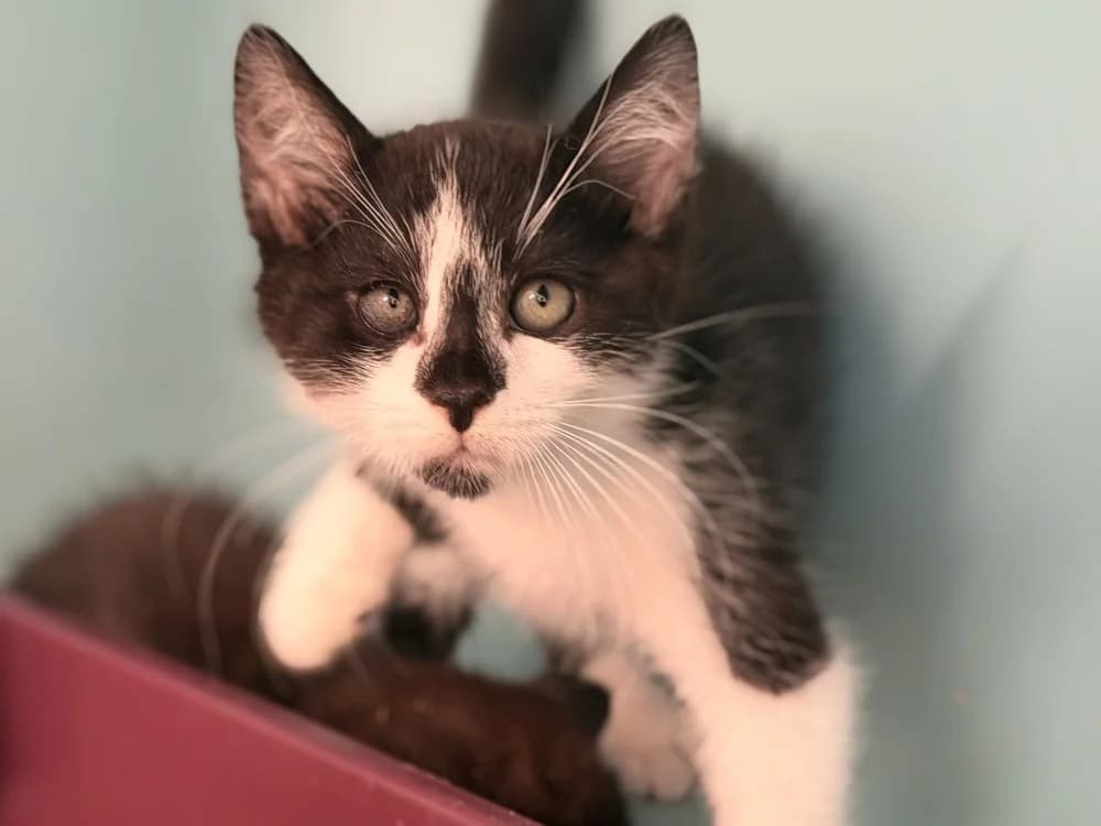 ARNO, male Mixed Breed for adoption at SPA Le Mans (Yvré-L'Évêque)