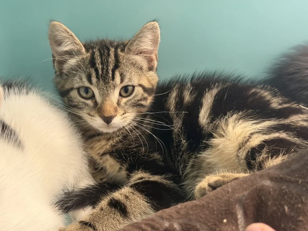 NINA, female Mixed Breed for adoption at SPA Le Mans (Yvré-L'Évêque)