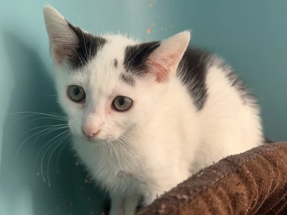 JACKO, male Mixed Breed for adoption at SPA Le Mans (Yvré-L'Évêque)