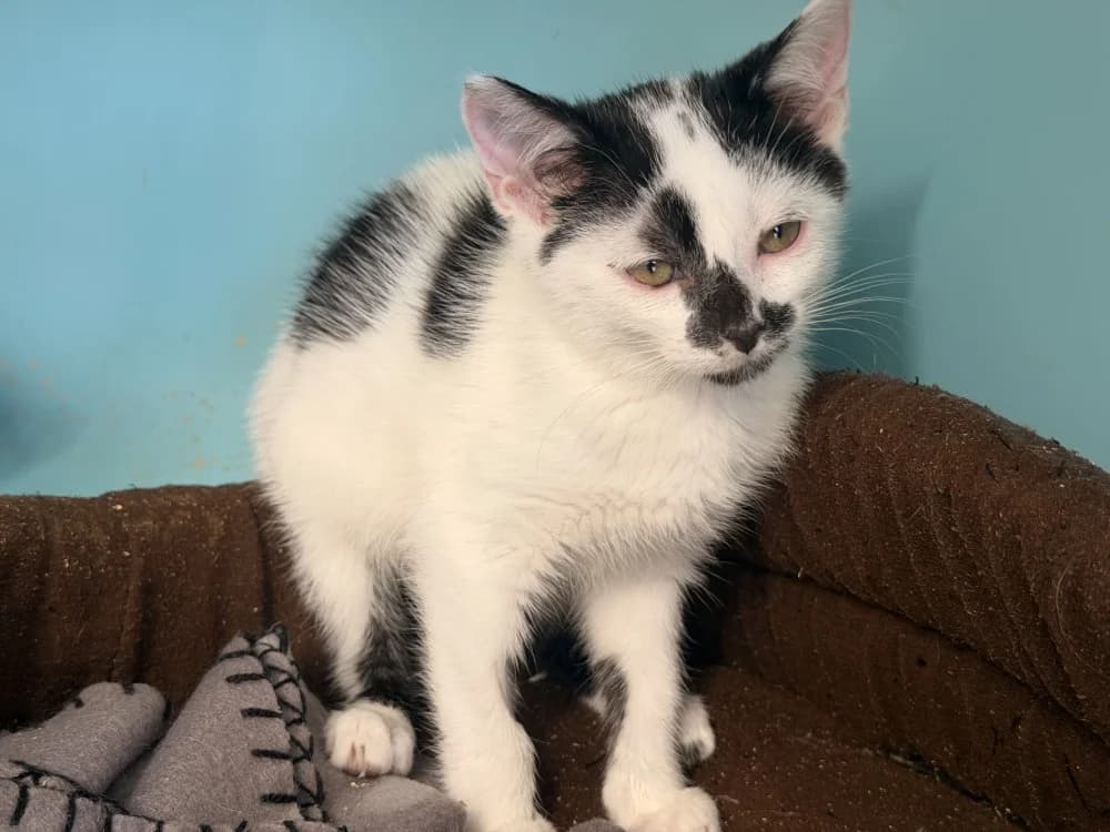 VERO, female Mixed Breed for adoption at SPA Le Mans (Yvré-L'Évêque)