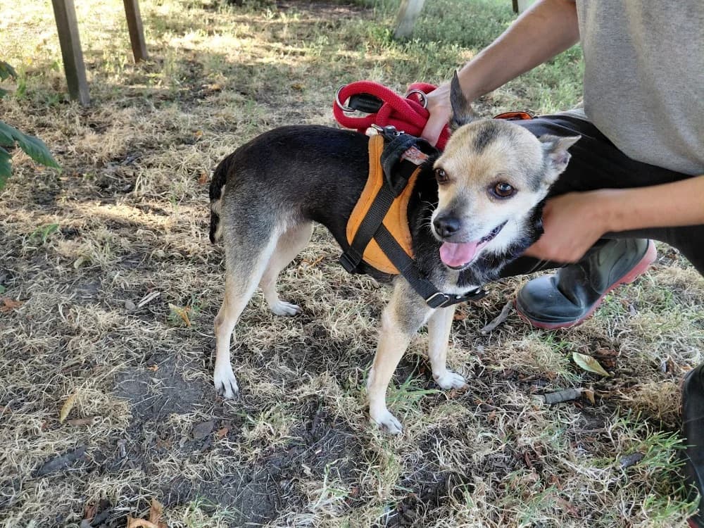 CREVETTE, female senior Mixed Breed for adoption at SPA Le Mans (Yvré-L'Évêque)
