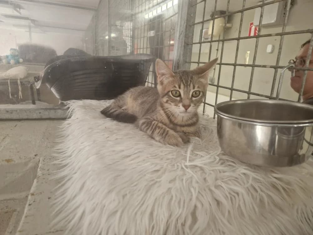 JEROME, male Mixed Breed for adoption at SPA Le Mans (Yvré-L'Évêque)