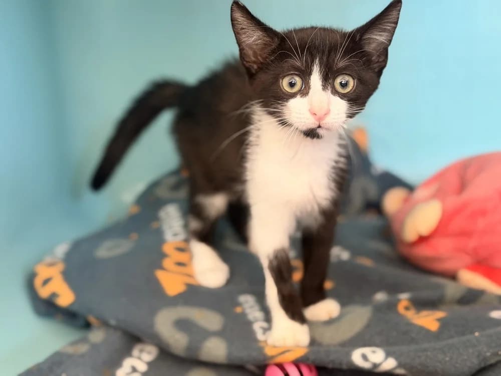 HENDRIX, male Mixed Breed for adoption at SPA Le Mans (Yvré-L'Évêque)
