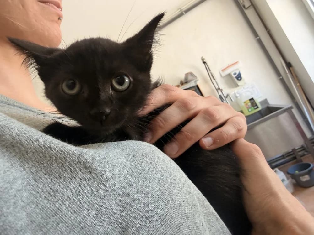 BACH, male Mixed Breed for adoption at SPA Le Mans (Yvré-L'Évêque)