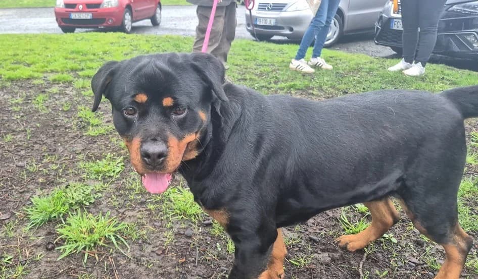 TYKA, female 4yo Rottweiler for adoption at SPA Le Mans (Yvré-L'Évêque)