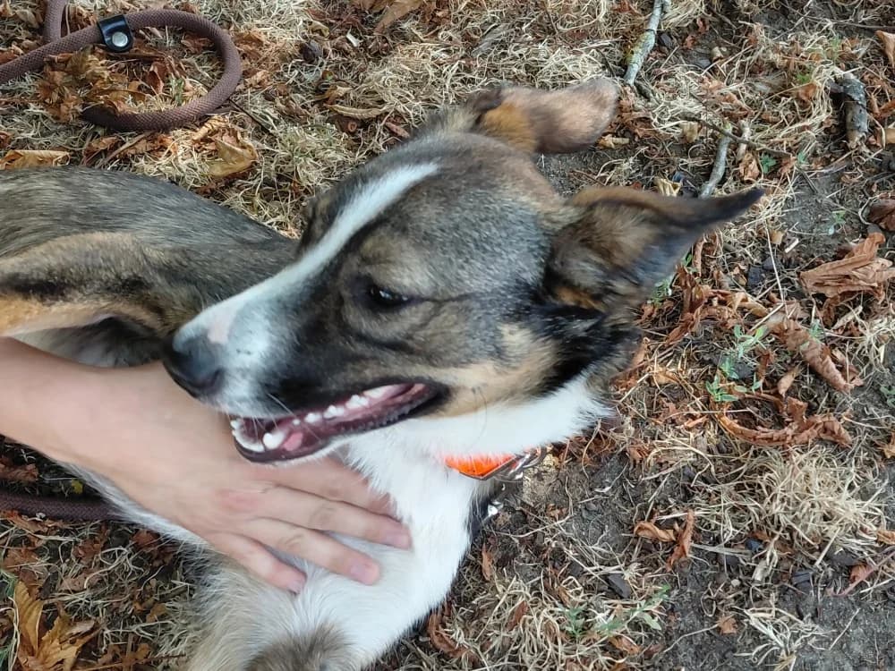 SUKI, male Border Collie for adoption at SPA Le Mans (Yvré-L'Évêque)