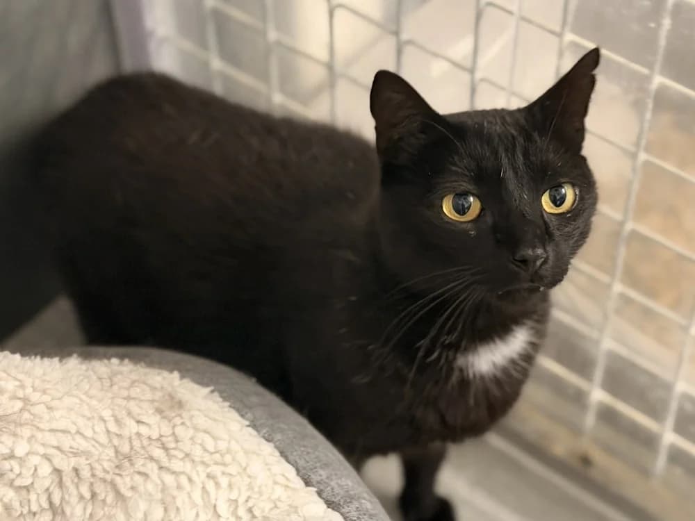 ARDOISE, male 5yo Mixed Breed for adoption at SPA Le Mans (Yvré-L'Évêque)