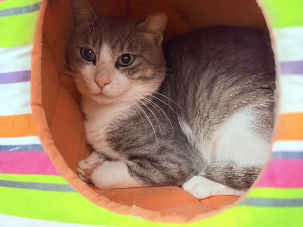 FINN, Mixed Breed (SPA Le Mans (Yvré-L'Évêque))