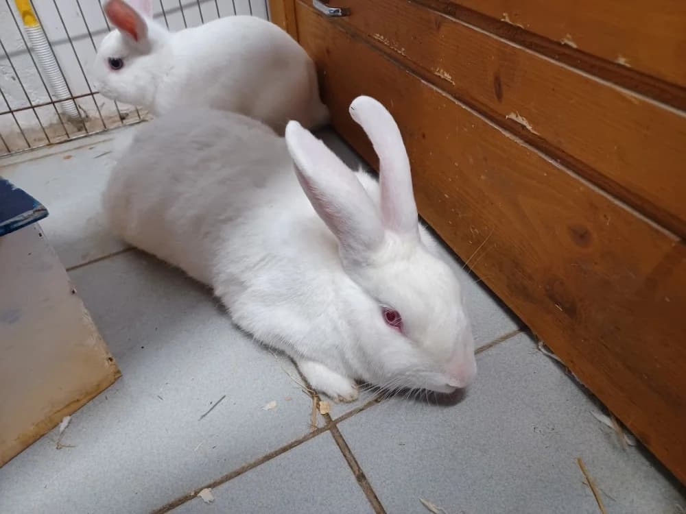 GATISS, Mixed Breed (SPA Le Mans (Yvré-L'Évêque))