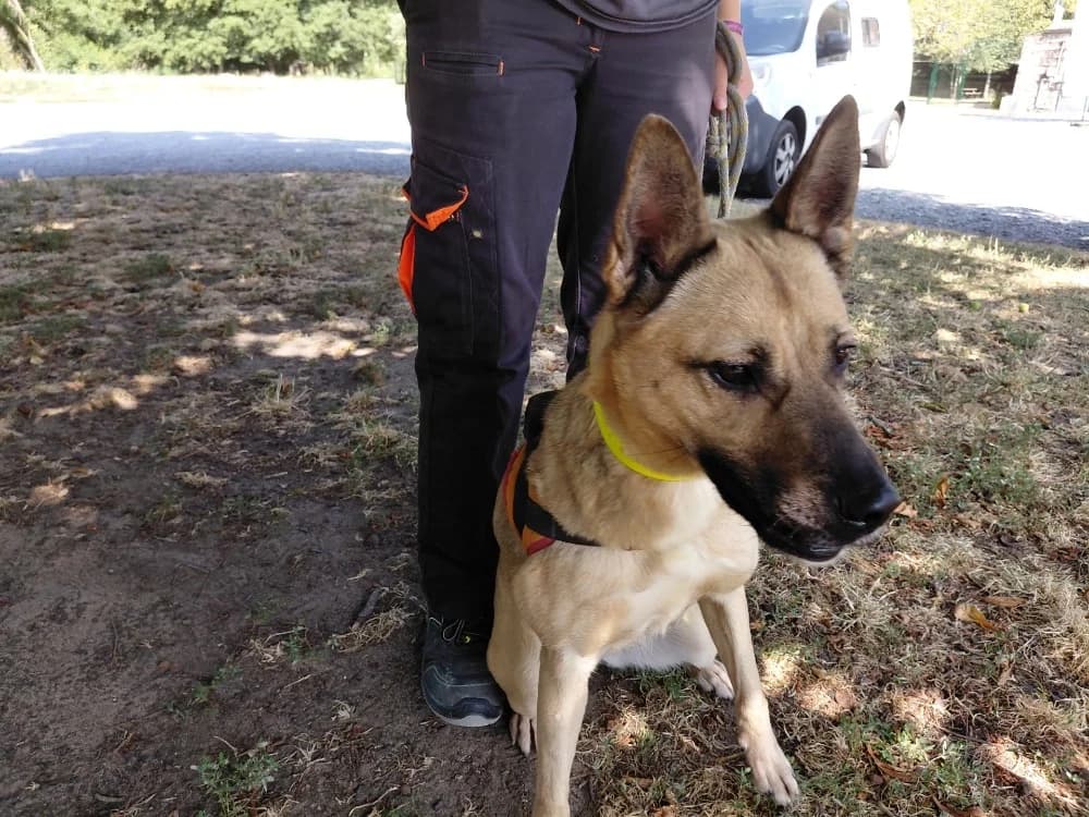 BUSSY, female 4yo Mixed Breed for adoption at SPA Le Mans (Yvré-L'Évêque)