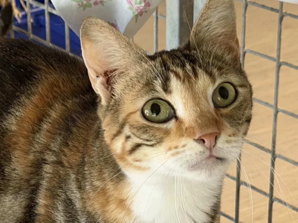 OSSIA, female 6yo Mixed Breed for adoption at SPA Le Mans (Yvré-L'Évêque)