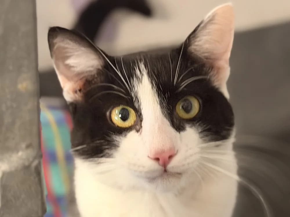 MIAOUJITO, male Mixed Breed for adoption at SPA Le Mans (Yvré-L'Évêque)