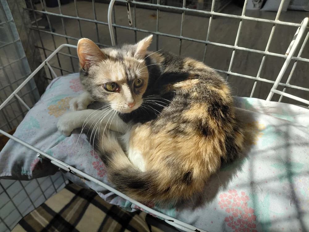 WENDY, Mixed Breed (SPA Le Mans (Yvré-L'Évêque))