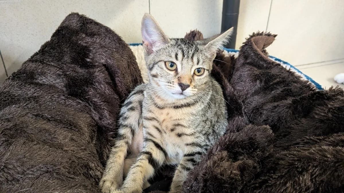 CLUNY, Mixed Breed (SPA Le Mans (Yvré-L'Évêque))