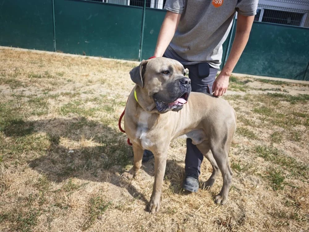 SIRIUS (résérvé), male 5yo mixed breed for adoption at SPA Le Mans (Yvré-L'Évêque)