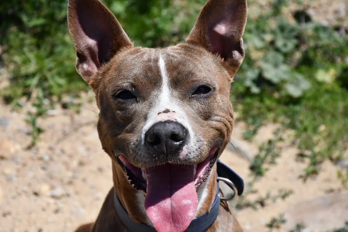 TAIGA, female Staffordshire Bull Terrier for adoption at SPA Le Mans (Yvré-L'Évêque)