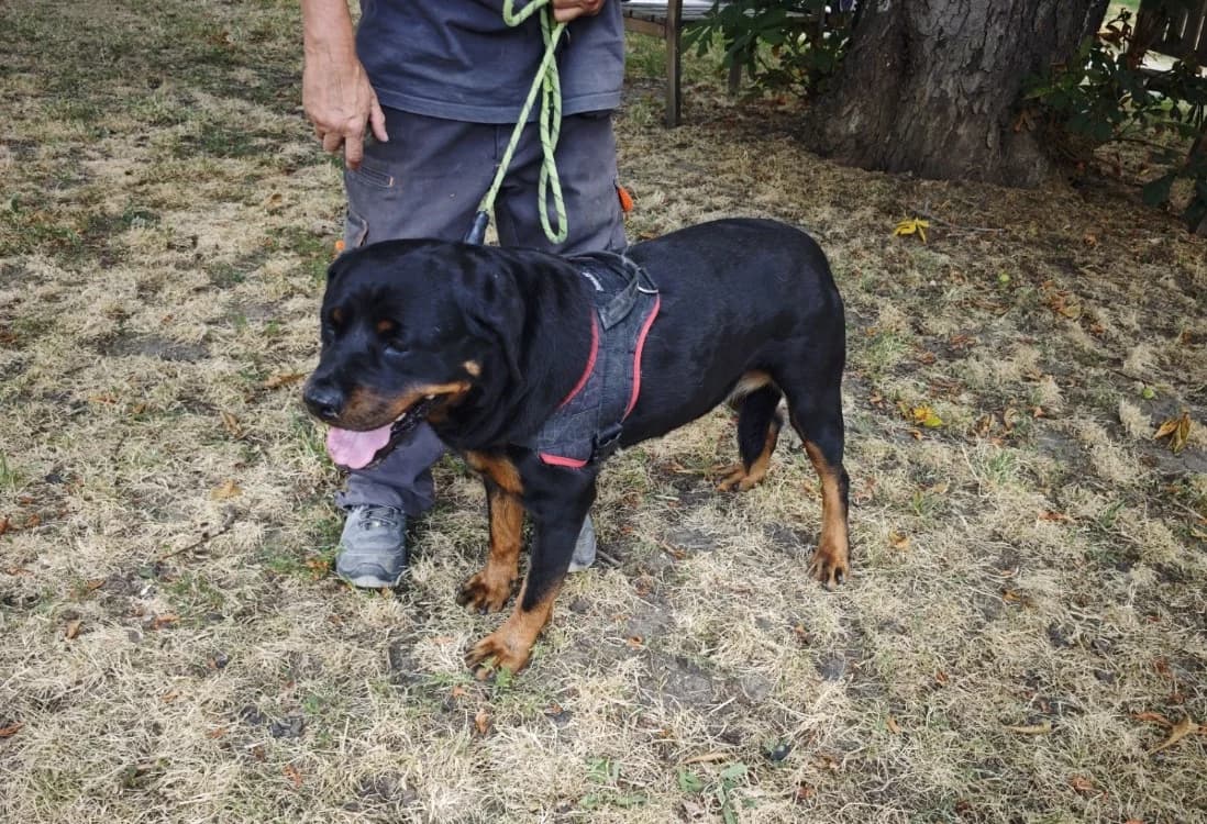 OURAL, female senior Rottweiler for adoption at SPA Le Mans (Yvré-L'Évêque)