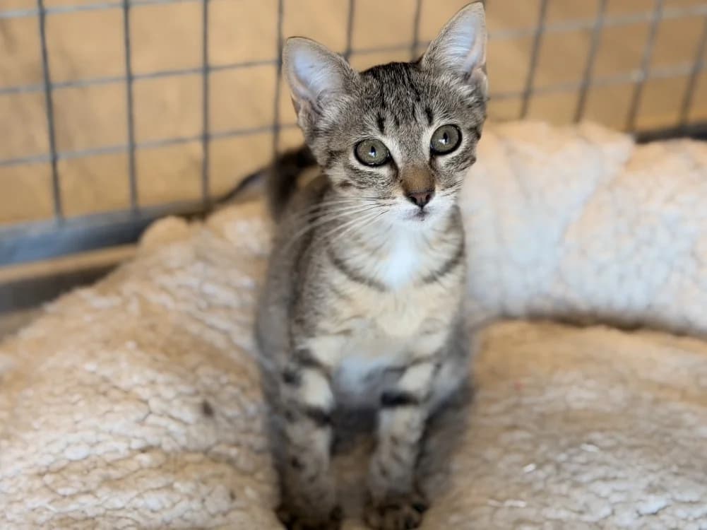 CRACHOUILLE, male Mixed Breed for adoption at SPA Le Mans (Yvré-L'Évêque)
