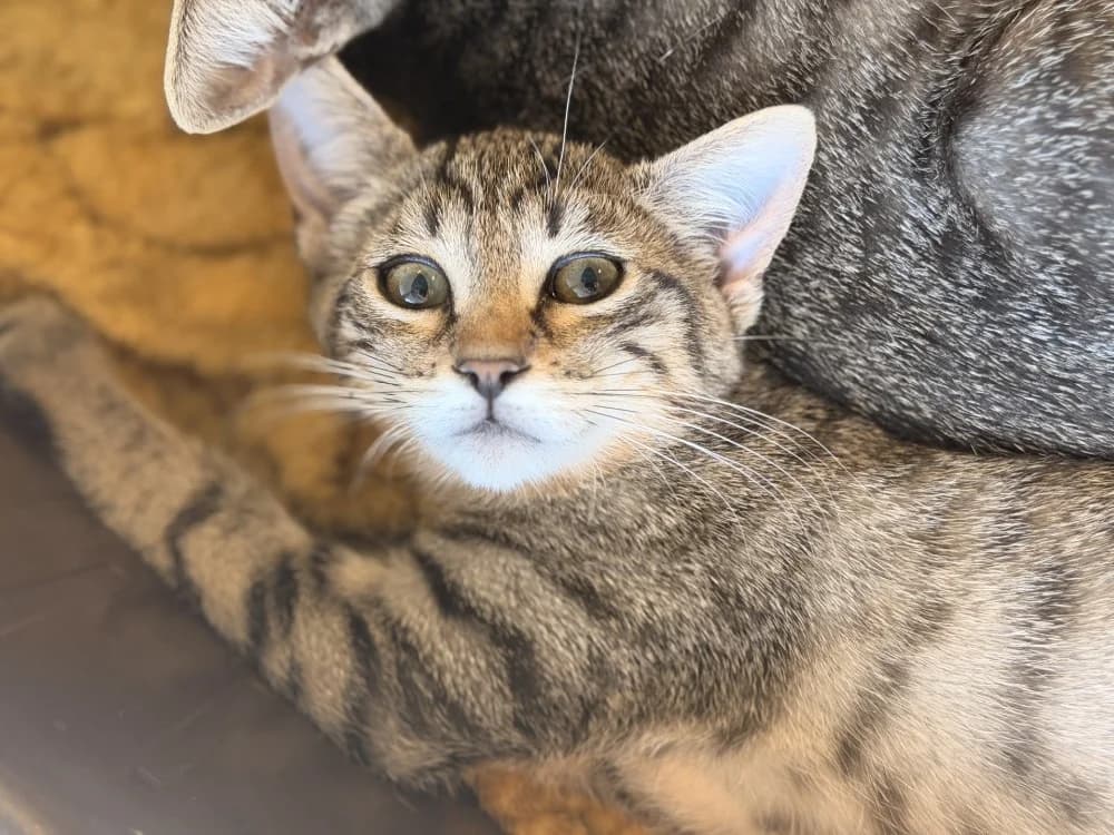 TETOUILLE, female Mixed Breed for adoption at SPA Le Mans (Yvré-L'Évêque)