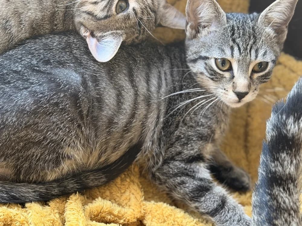 TIGROUILLE, female Mixed Breed for adoption at SPA Le Mans (Yvré-L'Évêque)