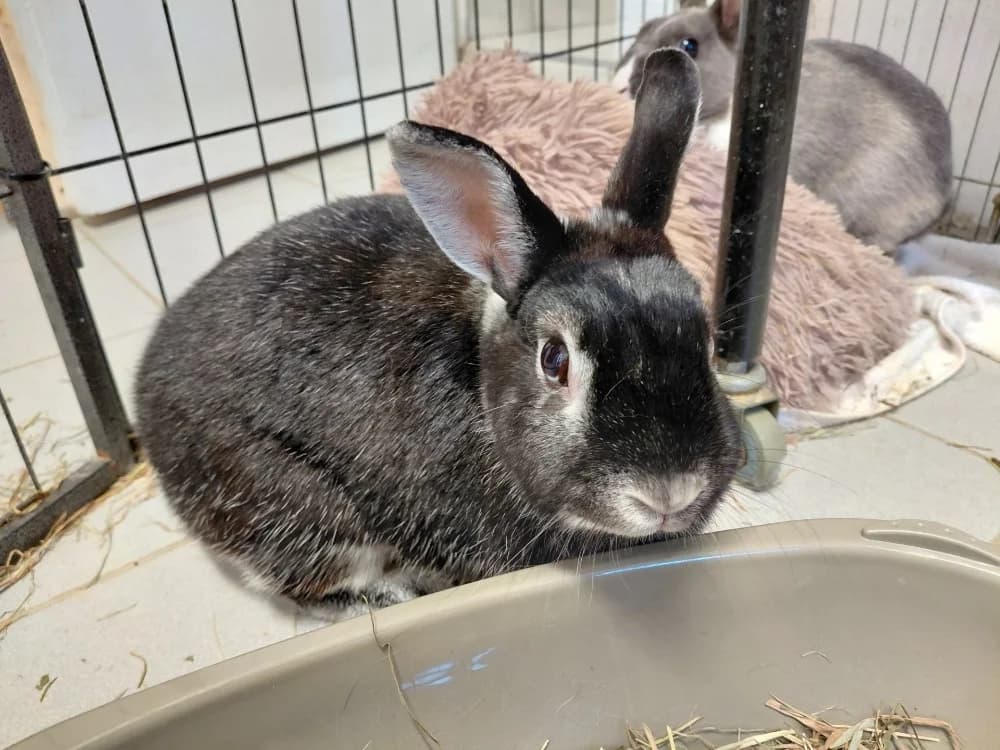 CIAO, female Mixed Breed for adoption at SPA Le Mans (Yvré-L'Évêque)