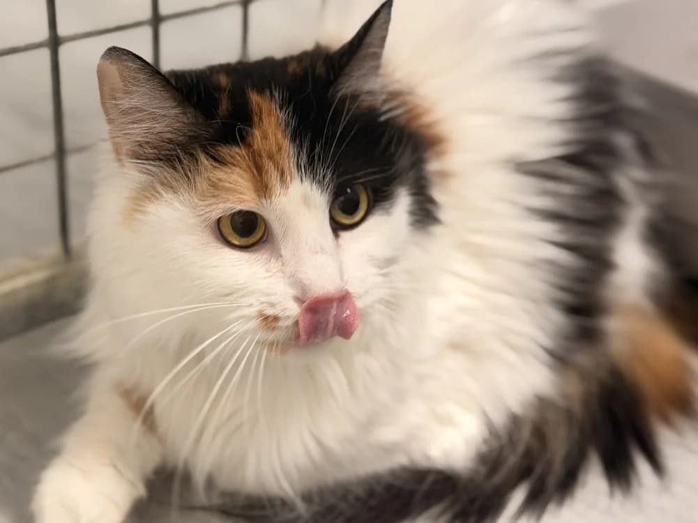 FRISKA, female 7yo Mixed Breed for adoption at SPA Le Mans (Yvré-L'Évêque)