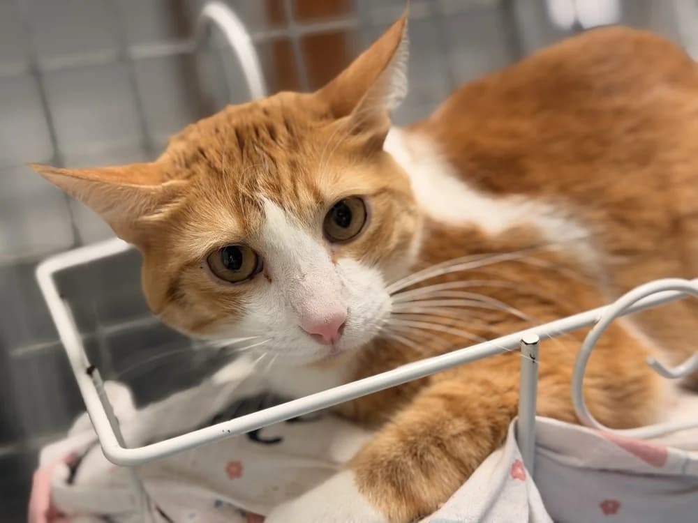 STACHE, male 7yo Mixed Breed for adoption at SPA Le Mans (Yvré-L'Évêque)