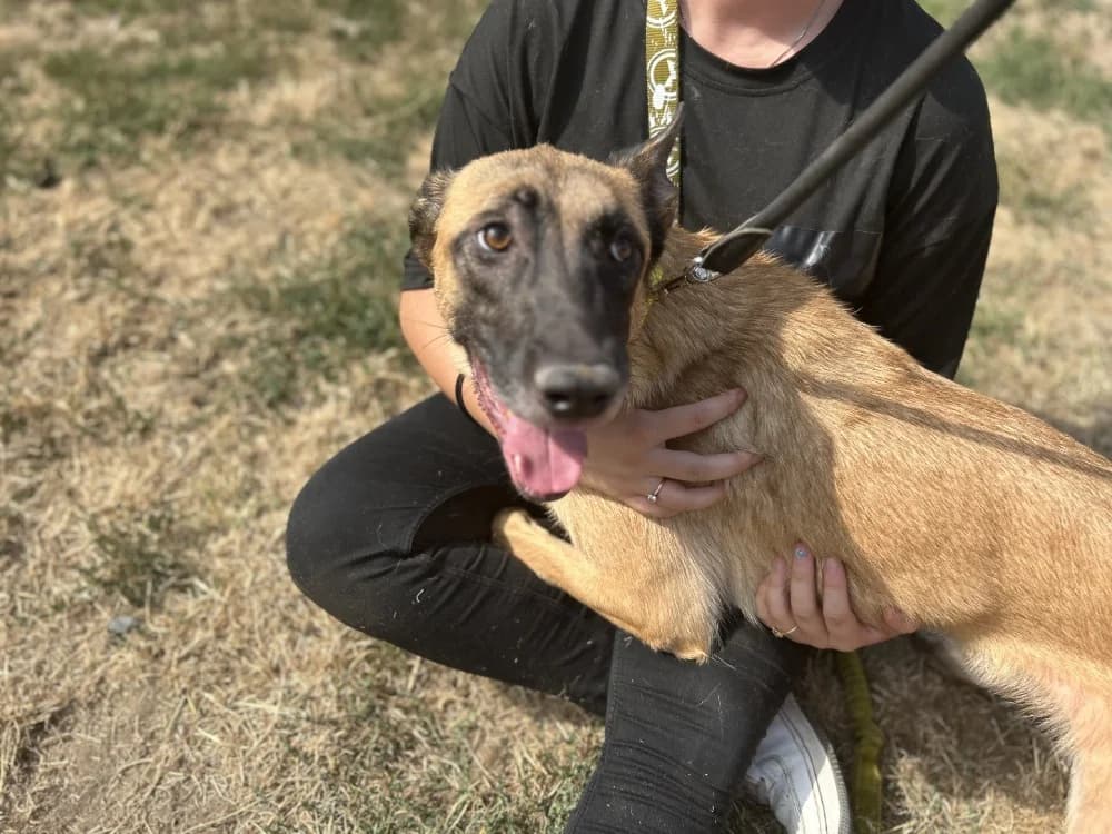 GRATOUILLE, male young Mixed Breed for adoption at SPA Le Mans (Yvré-L'Évêque)
