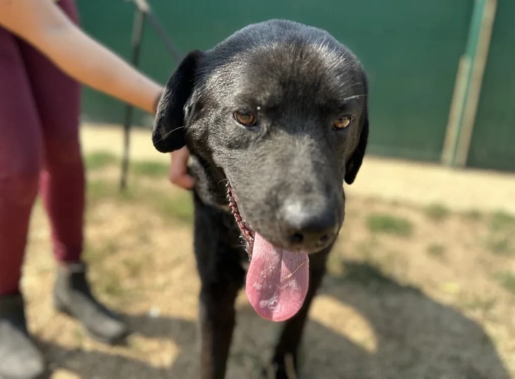 VAILLANT, male 3yo Labrador Retriever for adoption at SPA Le Mans (Yvré-L'Évêque)