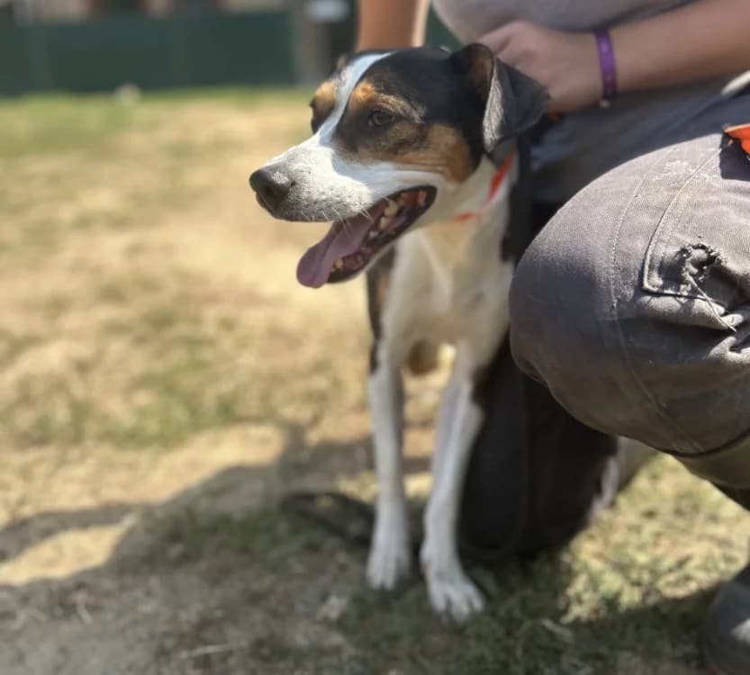 DIEGO, male 3yo Belgian Malinois for adoption at SPA Le Mans (Yvré-L'Évêque)