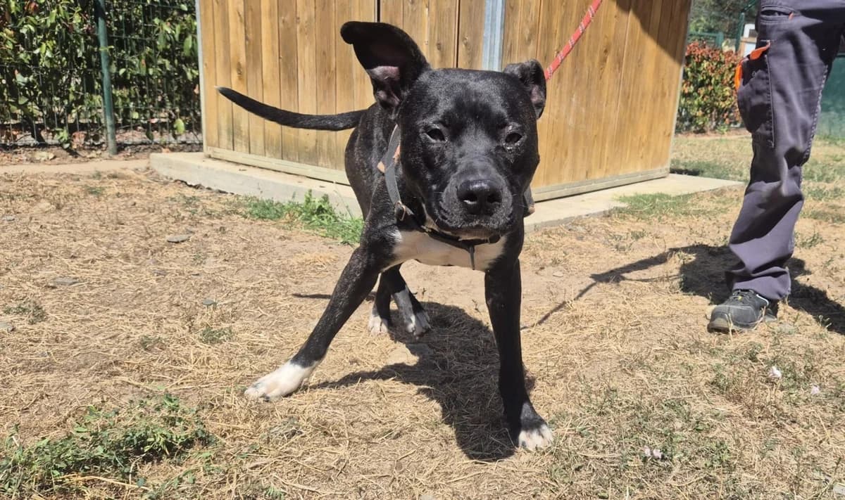 RIO, male young Labrador Retriever for adoption at SPA Le Mans (Yvré-L'Évêque)