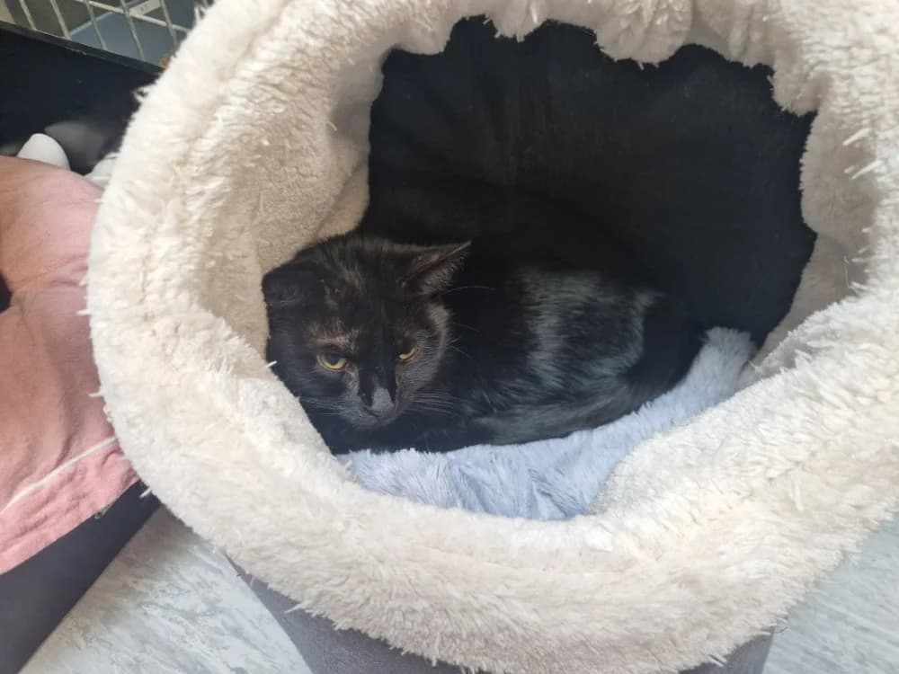 OLA, female mixed breed for adoption at SPA Le Mans (Yvré-L'Évêque)