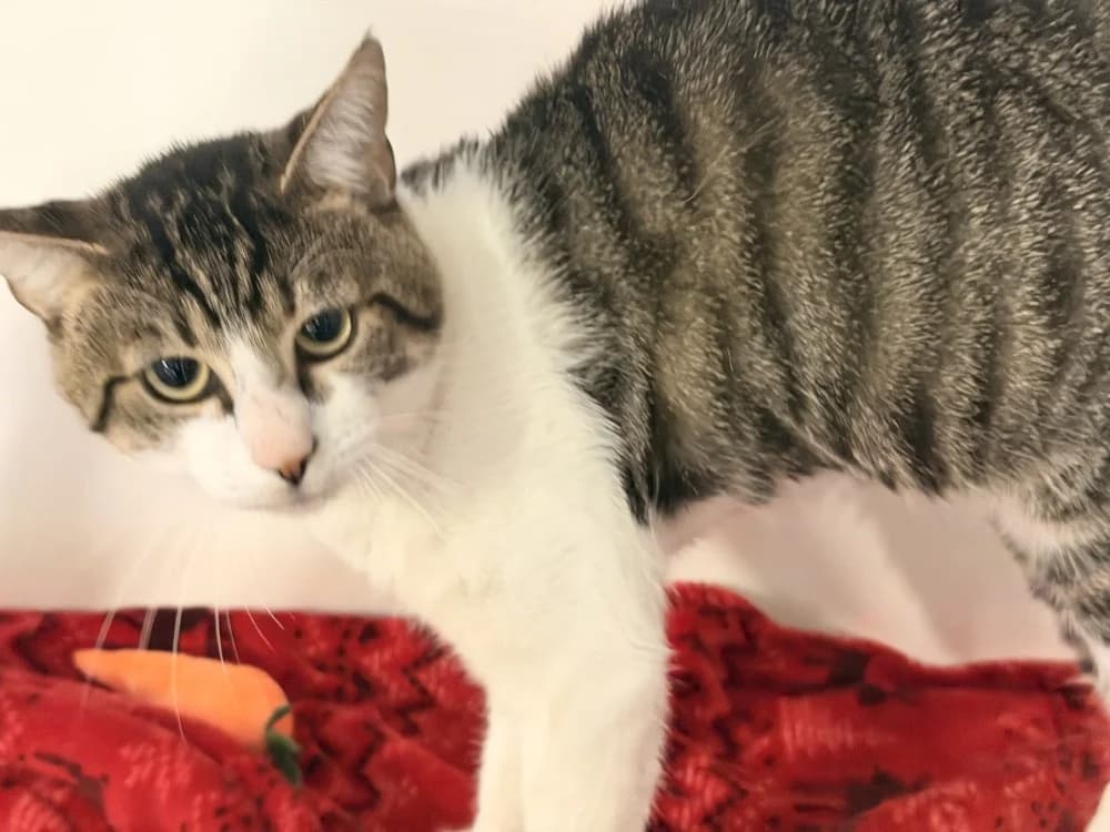 PSYCHOCAT, male young Mixed Breed for adoption at SPA Le Mans (Yvré-L'Évêque)