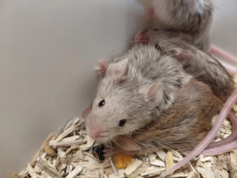 PIXEL, male Mixed Breed for adoption at SPA Le Mans (Yvré-L'Évêque)