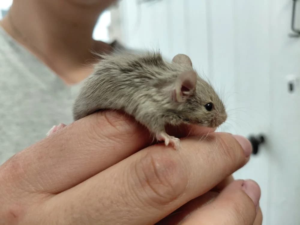 RIPOU, male Mixed Breed for adoption at SPA Le Mans (Yvré-L'Évêque)