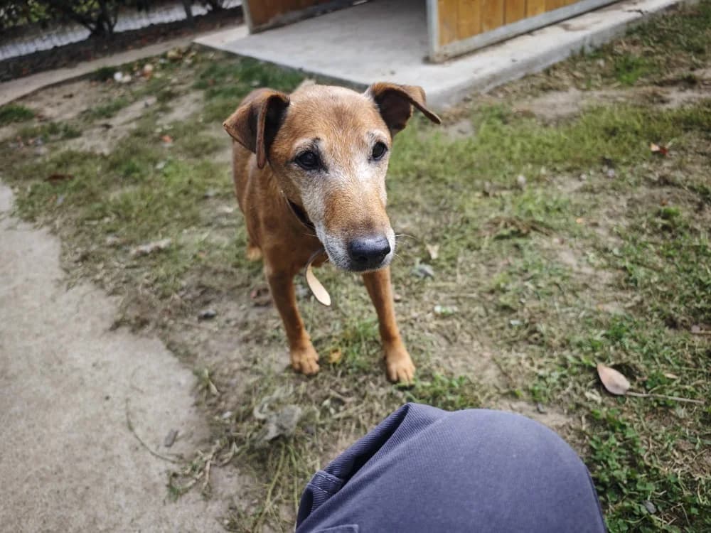 JULES, male mixed breed for adoption at SPA Le Mans (Yvré-L'Évêque)